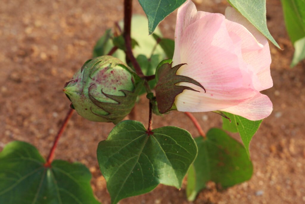 Cotton boll close up