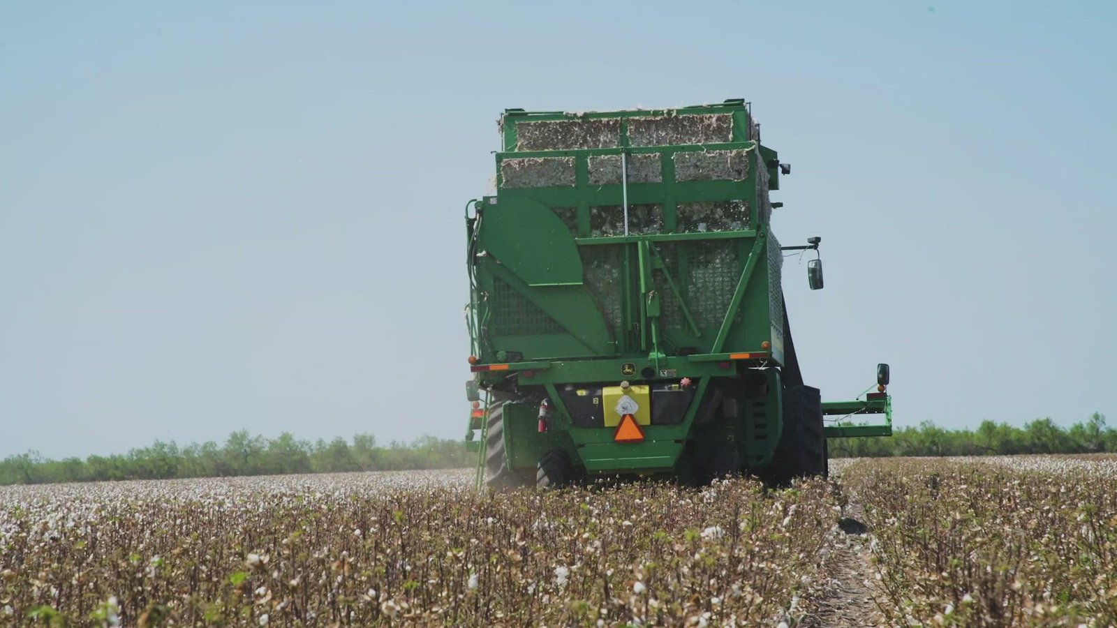 Cotton field harvest